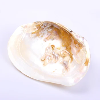 1pc 13*18 cm AA kvalitātes dabīgo saldūdens pērļu austeres gliemežu čaulas burnish Gludi, rotaslietas, amatniecības