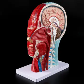 2019 JAUNA Cilvēka Anatomijas Pusi Galvas, Sejas Anatomija Medicīnas Smadzeņu, Kakla Vidējā Iedaļa Studiju Modeli, Nervu, asinsvadu Mācību