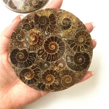 Vairumtirdzniecības 1PC 10cm Ammonite Fosilā Šķēle Plāksnes Natura Shell Madagaskara Izrakteņu Paraugu Akmeņi un Kristāli 8789