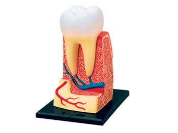 4d Cilvēka Zobu Anatomija Triple-saknes Molārā Modelis puzzle Montāža Rotaļlietas Skelekon Medicīnas Mācību Atbalstu Izglītības Laboratorija