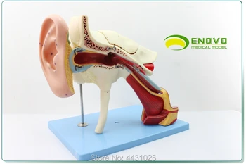 ENOVO Cilvēku medicīnas auss anatomiskā modelis, iekšējās auss iekšējās auss bungādiņas, deniņu kauliem auss, kakla un deguna