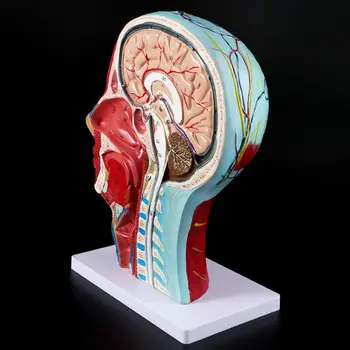 2019 JAUNA Cilvēka Anatomijas Pusi Galvas, Sejas Anatomija Medicīnas Smadzeņu, Kakla Vidējā Iedaļa Studiju Modeli, Nervu, asinsvadu Mācību