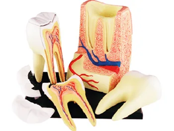 4d Cilvēka Zobu Anatomija Triple-saknes Molārā Modelis puzzle Montāža Rotaļlietas Skelekon Medicīnas Mācību Atbalstu Izglītības Laboratorija