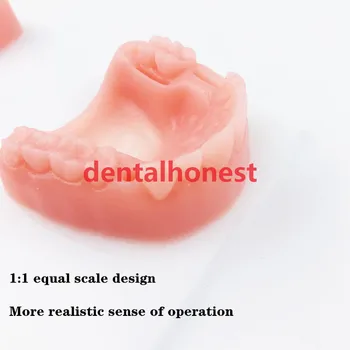 Pratice instrumenti Zobu Mutes dobuma/Gumija šūšanas apmācības modulis silikona periodontīta šuvju zobu modelis