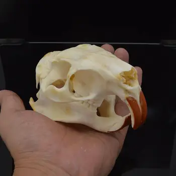 1gb Myocastor coypus Coypu galvaskausa nekustamā kaula skelets bioloģijas taksidermija