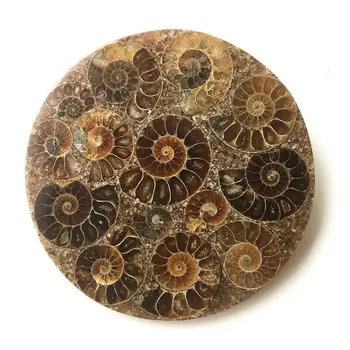 Vairumtirdzniecības 1PC 10cm Ammonite Fosilā Šķēle Plāksnes Natura Shell Madagaskara Izrakteņu Paraugu Akmeņi un Kristāli