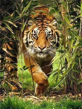5D Dimanta Krāsošana Dzīvnieku Tiger Pilna Kārta Rhinestone Attēlu Izšuvumu Pārdošana Dimanta Mozaīkas Mājas Dekoru, Dāvanu DropShip