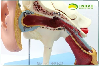 ENOVO Cilvēku medicīnas auss anatomiskā modelis, iekšējās auss iekšējās auss bungādiņas, deniņu kauliem auss, kakla un deguna