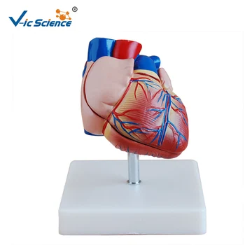 Papildu PVC Medicīnas Jaunu Stilu, Dzīves Izmēra Cilvēka Sirds Anatomisko Cilvēka Anatomija Sirds Modelis Studentiem Mācību